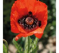 BOTANIC®-Pavot D'Orient rouge - Le pot de 9 x 9 cm