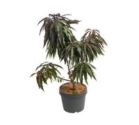 BOTANIC®-Pecher Nain Bonanza. Le pot de 10 litres en forme 1/4 tige