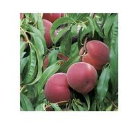 BOTANIC®-Pecher Reine Des Vergers. Le pot de 15 litres, forme 1/2 tige