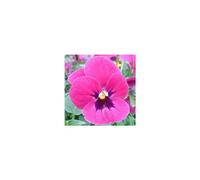 BOTANIC®-Pensée à grandes fleurs - La barquette de 6 plants