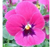 BOTANIC®-Pensée à grandes fleurs - La jardinière de 40 cm