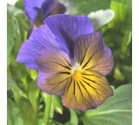 BOTANIC®-Pensee retombante Coolwave - Le pot de 9 x 9 cm