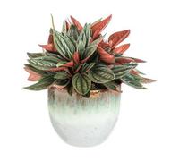 BOTANIC®-Peperomia Mix avec cache-pot en céramique - diamètre 11,5 cm