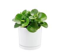 BOTANIC®-Peperomia obtusifolia Green gold vert en pot blanc émaillé botanic. Le pot diamètre 18 cm