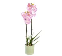 BOTANIC®-Phalaenopsis ou Orchidée Papillon 2 branches pot D.12 cm