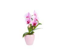 BOTANIC®-Phalaenopsis swan avec un cache-pot en céramique coloris blanc - diamètre 7 cm H 30 cm