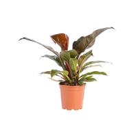 BOTANIC®-Philodendron Imperial Red pot diamètre17xH8 cm