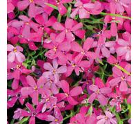 BOTANIC®-Phlox En Coussin rouge - Le pot de 9 x 9 cm