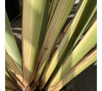 BOTANIC®-Phormium Tenax Variegata 60/80. Le pot de 10 litres