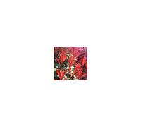 BOTANIC®-Photinia Fraseri Carré rouge en pot de 10 L