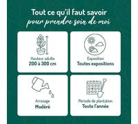 BOTANIC®-Photinia Fraseri Carré rouge en pot de 5 L