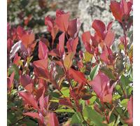 BOTANIC®-Photinia Red Robin en pot de 30 litres
