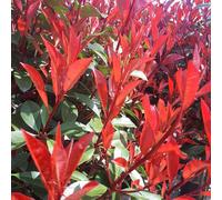 BOTANIC®-Photinia X Fraseri Carré rouge palissé en pot de 45 L
