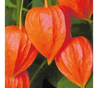 BOTANIC®-Physalis Amour En Cage - Le pot de 9 x 9 cm