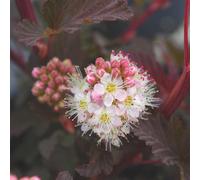 BOTANIC®-Physocarpe pourpre Lady in red (Bois à sept écorces). Le pot de 3 litres