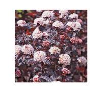 BOTANIC®-Physocarpe pourpre Lady in red (Bois à sept écorces) rouge. Le pot de 7 litres