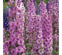 BOTANIC®-Pied D'Alouette Rose - Le pot de 9 x 9 cm