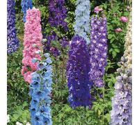 BOTANIC®-Pied d'Alouette Varié - Le pot de 9 x 9 cm