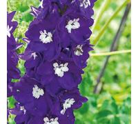 BOTANIC®-Pied D'Alouette violet/Balnc - Le pot de 9 x 9 cm
