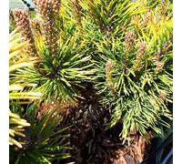 BOTANIC®-Pinus Mugo Winter Gold (pin de montagne) 25/30 en pot de 5 L jaune