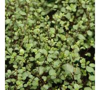 BOTANIC®-Pittosporum Tenuifolium Grenn Elf (Pittospore Green Elf) en pot de 7,5 L vert