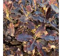 BOTANIC®-Pittosporum Tenuifolium Tom Thumb boule. Le pot de 10 litres