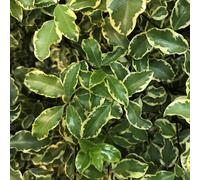 BOTANIC®-Pittosporum Tenuifolium variegatum panaché. Le pot de 10 litres