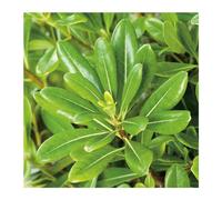 BOTANIC®-Pittosporum Tobira - pot 10 L