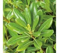 BOTANIC®-Pittosporum Tobira - pot 3 L