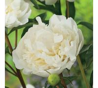 BOTANIC®-Pivoine Duchesse de Nemours - Le pot de 2 litres