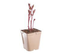 BOTANIC®-Pivoine Sarah Bernhardt - Le pot de 5 litres