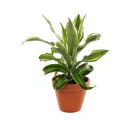 BOTANIC®-Plante à coupe variété au choix en pot en terre diamètre 9 cm