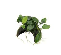 BOTANIC®-Plante aquatique Coco Cave avec Anubias Nana