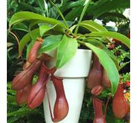 BOTANIC®-Plante carnivore Nepenthes vert. La suspension diamètre 14 cm