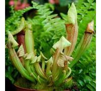 BOTANIC®-Plante carnivore Sarracenia