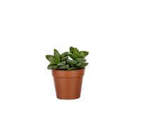 BOTANIC®-Plante grasse variée au choix sans cache-pot diamètre 9cm