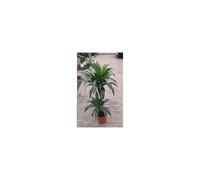 BOTANIC®-Plante verte draceana coloris vert - diamètre 19 cm