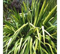 BOTANIC®-Plante verte Phormium - pot de 4 L