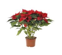 BOTANIC®-Poinsettia pailleté rouge en pot diamètre 15 cm