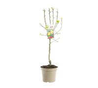 BOTANIC®-Poirier Doyenne Du Comice. Le pot de 12 litres, forme gobelet