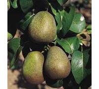 BOTANIC®-Poirier Doyenne Du Comice. Le pot de 20 litres, forme palmette U double