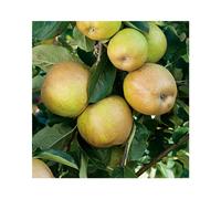 BOTANIC®-Poirier Williams Bon Chretien. Le pot de 20 litres, forme palmette U double
