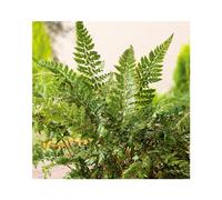 BOTANIC®-Polystichum polyblepharum en pot de 3 litres
