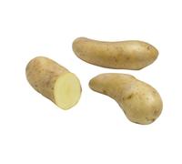 BOTANIC®-Pommes de terre Ratte calibre 25/32 - 25 plants