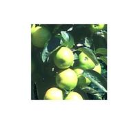 BOTANIC®-Pommier Amboise . Le pot de 10 litres forme colonnaire