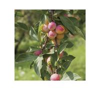 BOTANIC®-Pommier Belle De Boskoop. Le pot de 20 litres, forme palmette U double