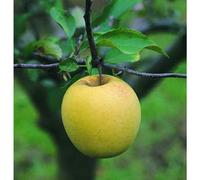 BOTANIC®-Pommier Golden Delicious. Le pot de 12 litres, forme gobelet