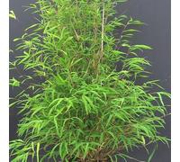 BOTANIC®-Pot de bambou fargesia angustissima 5 L
