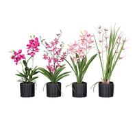 BOTANIC®-Pot décoratif orchidées artificielles coloris multicolore - 45/55 cm