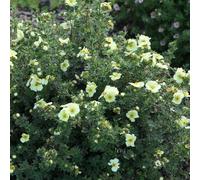 BOTANIC®-Potentille Golden Carpet jaune. Le pot de 2 litres